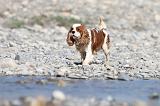 CAVALIER KING CHARLES 247